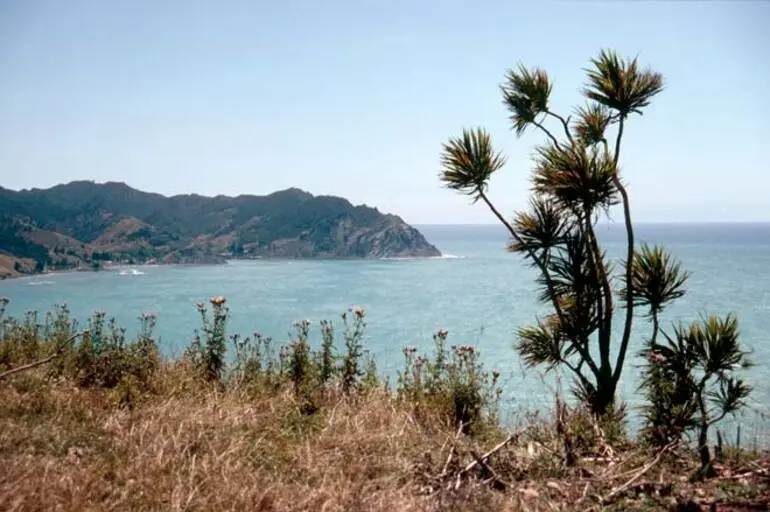 Image: Cabbage tree, Tokomaru Bay