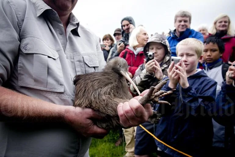 Image: Releasing a North Island brown kiwi