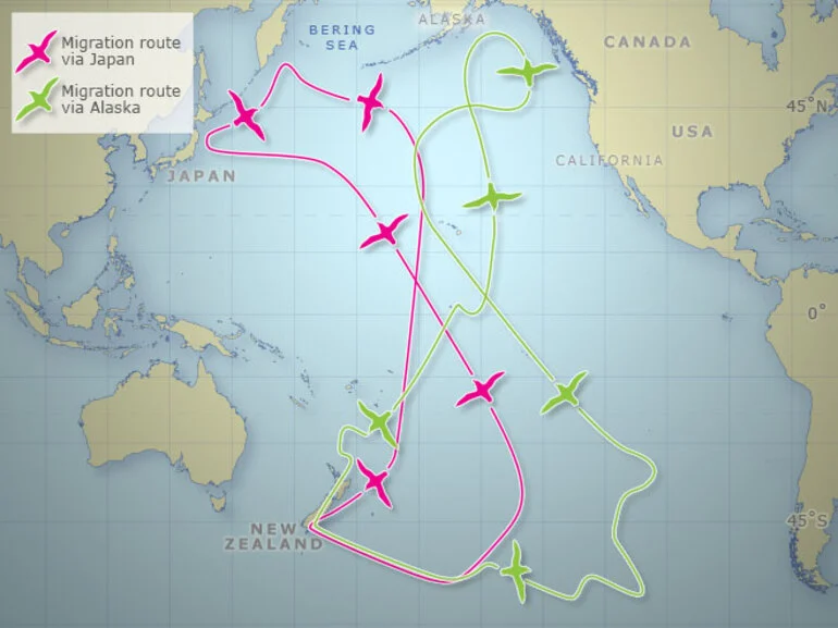 Image: New Zealand sooty shearwater migration