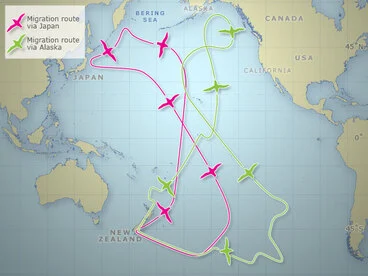 Image: New Zealand sooty shearwater migration