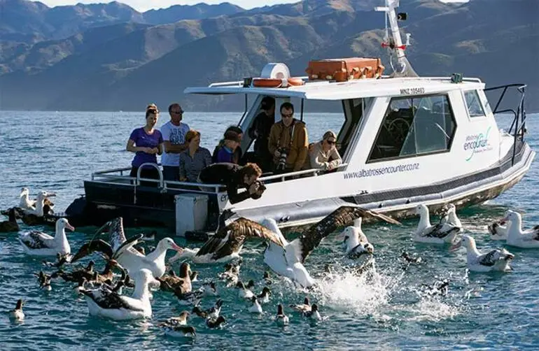 Image: Encountering seabirds