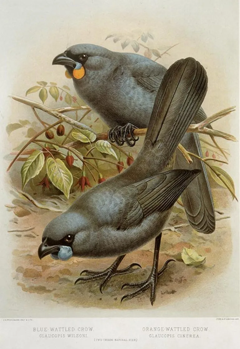 Image: North and South Island kōkako