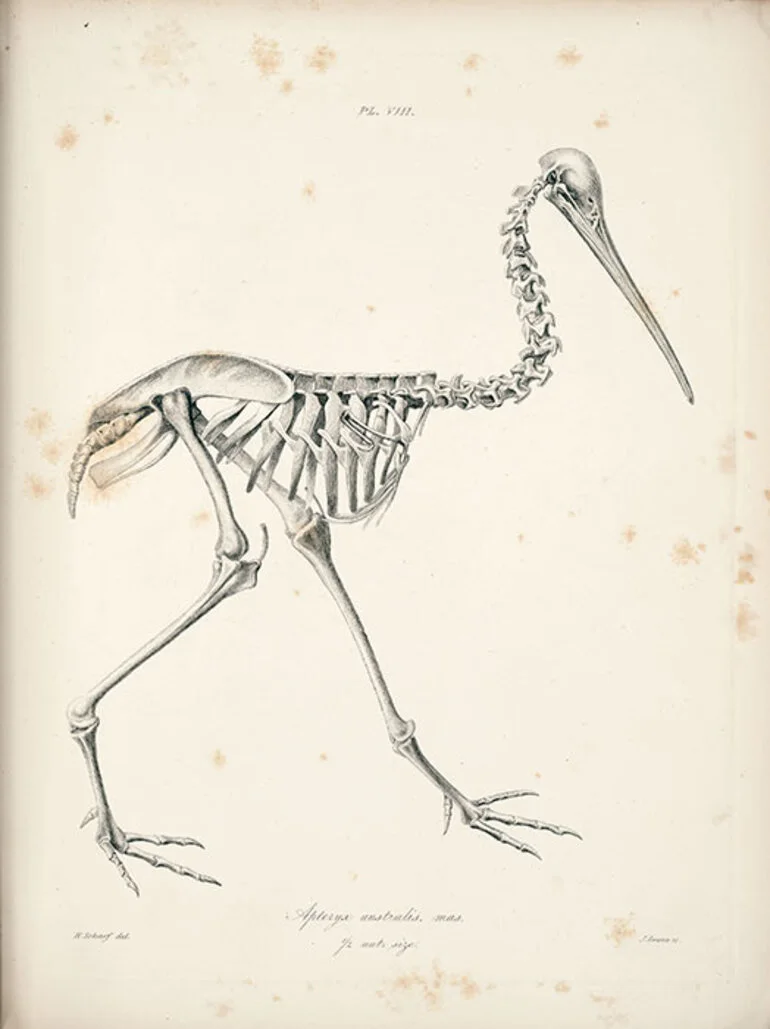 Image: Kiwi skeleton