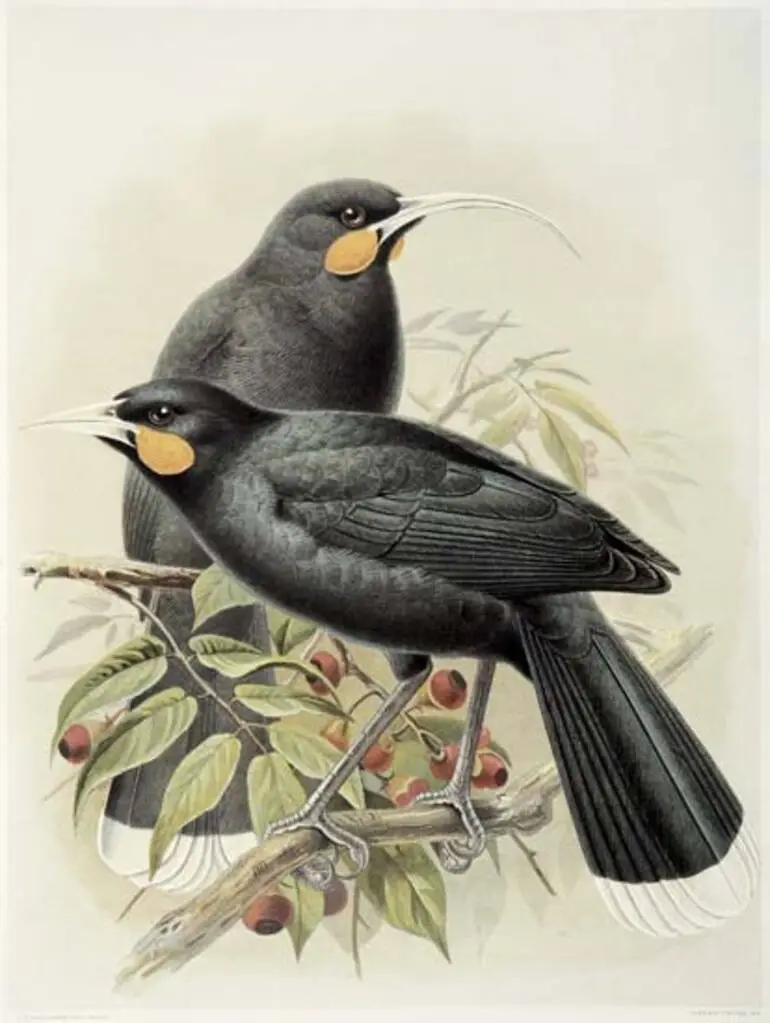 Image: Huia