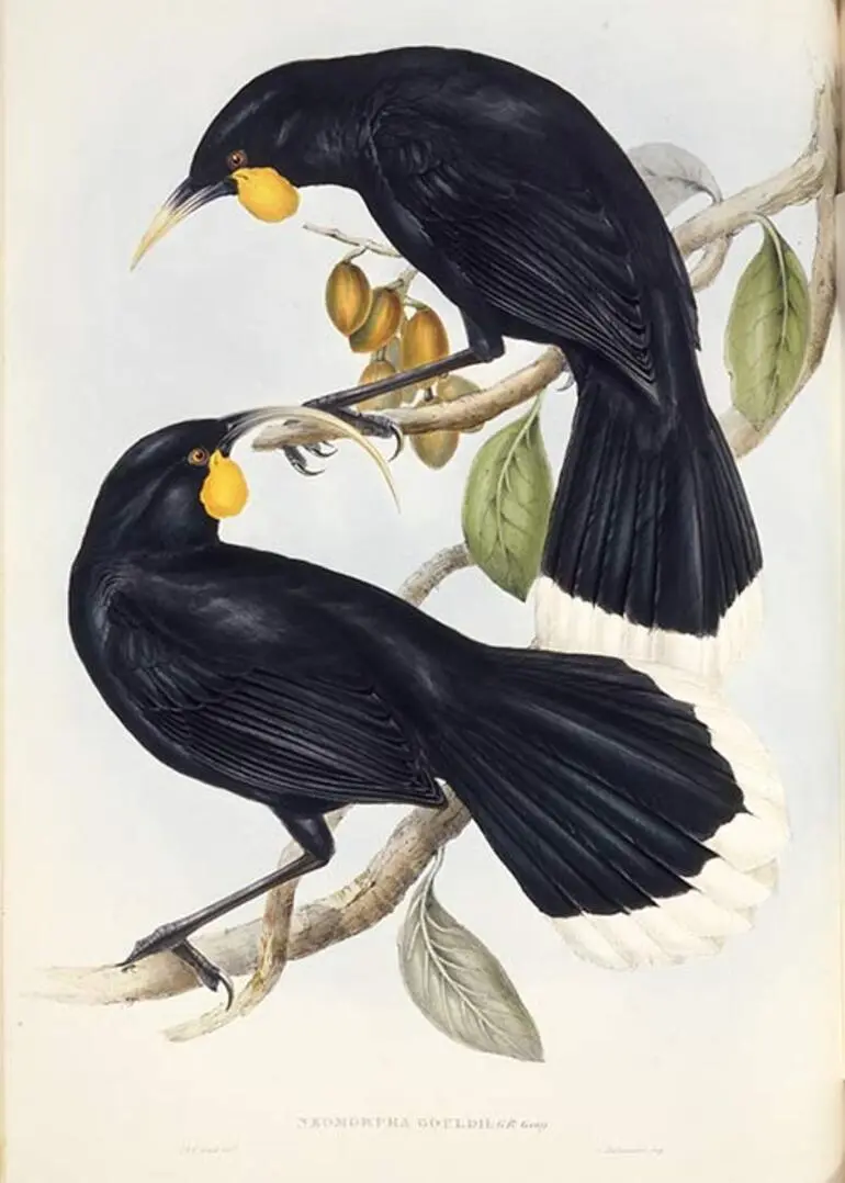 Image: Huia