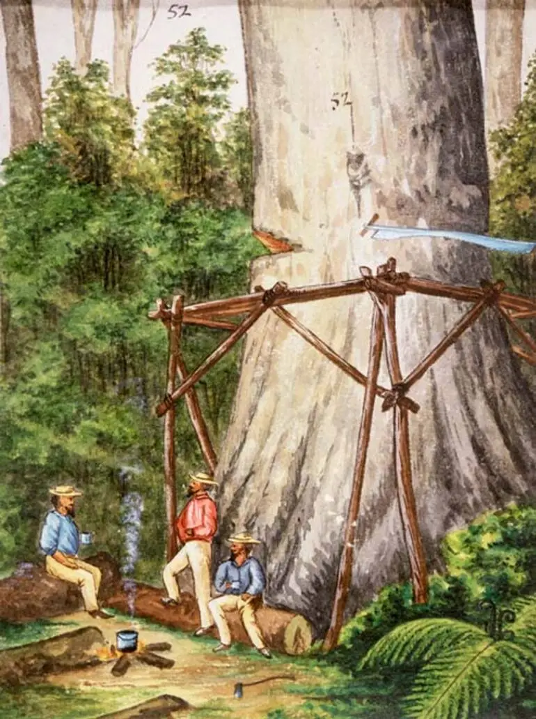 Image: Felling a kauri