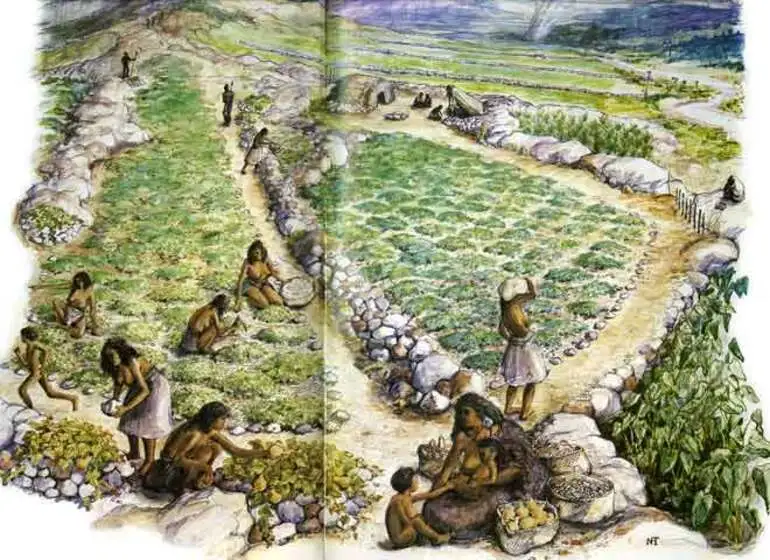Image: Māori garden, 18th century