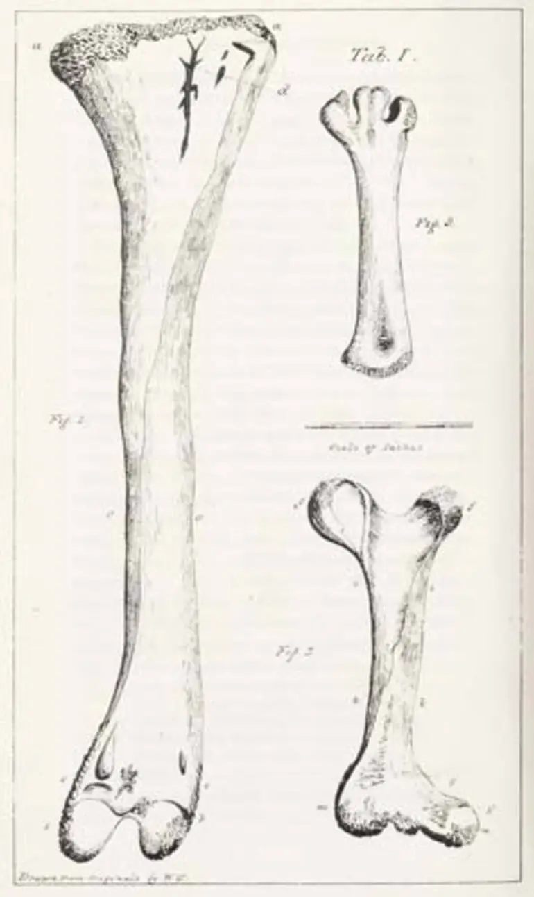Image: Moa bones