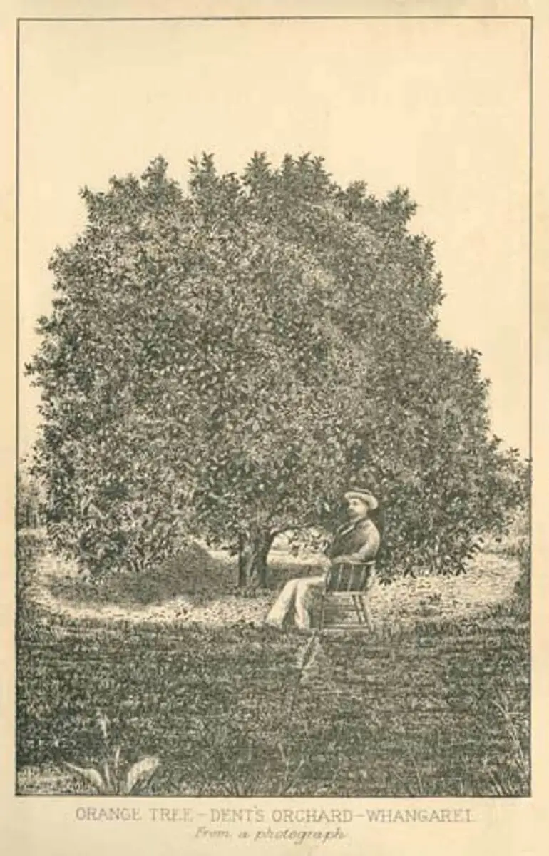 Image: Orange tree, Whangārei, 1880s
