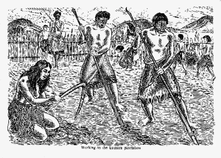 Image: Working in the kūmara plantation