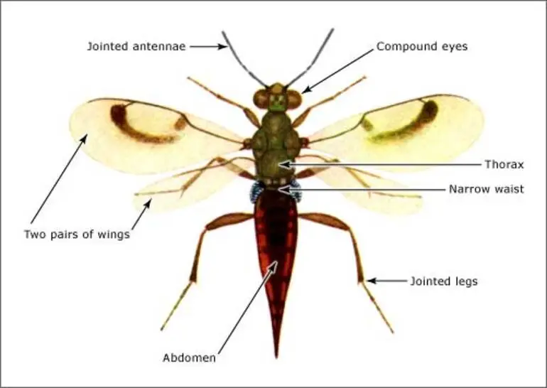 Image: Features of wasps and bees