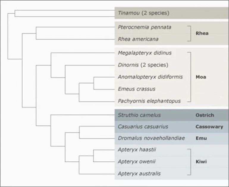 Image: Genetic tree of moa and close relatives