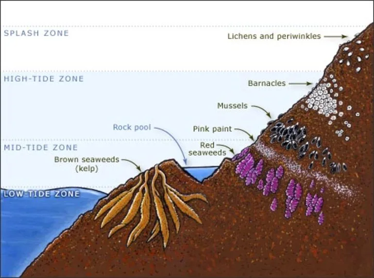 Image: Zones of a rocky shore