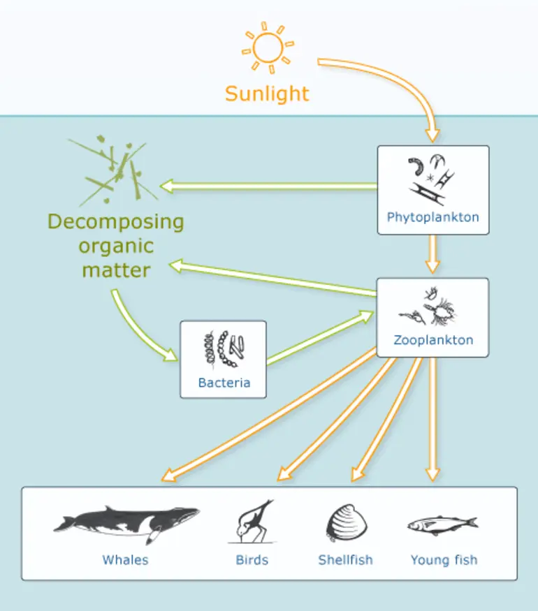 Image: Marine food chain