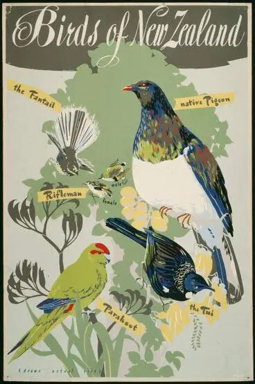 Image: Native land birds of New Zealand