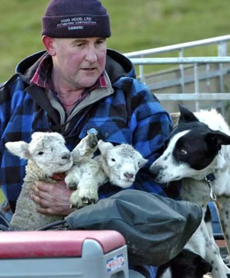 Image: Farm dogs