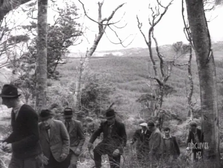 Image: Waipoua kauri forest