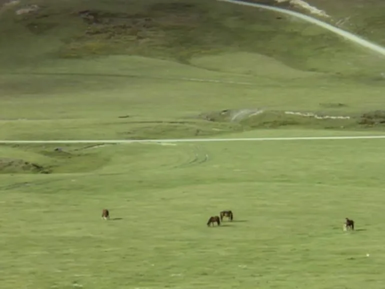 Image: Kaimanawa horses