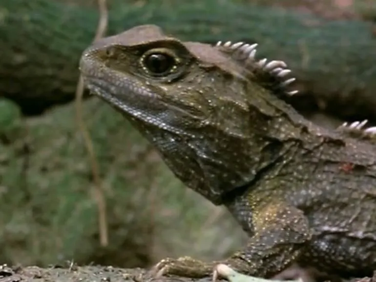 Image: Evolution of tuatara