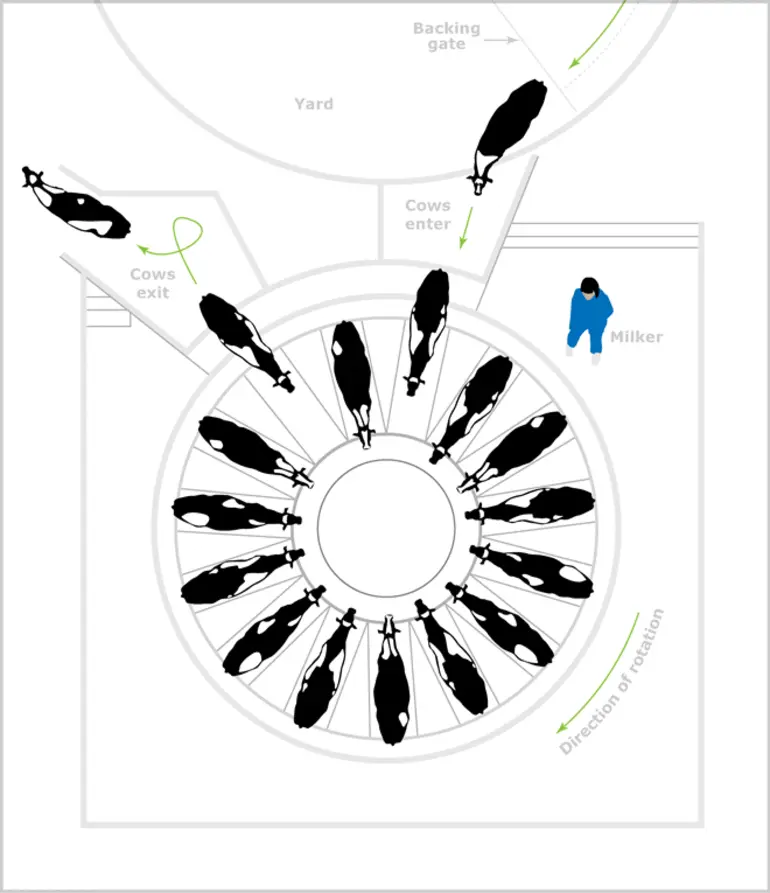 Image: How a rotary dairy shed works