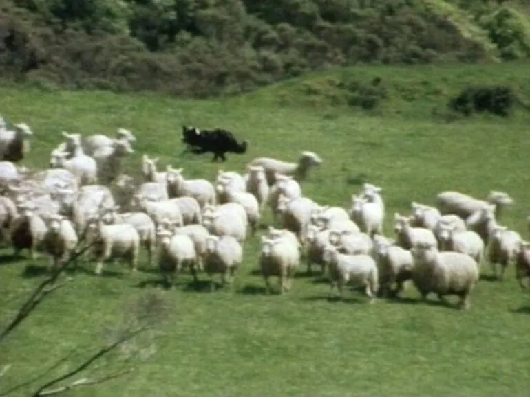 Image: Mustering sheep