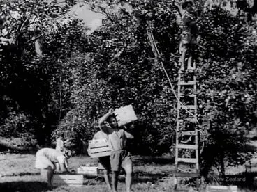 Image: Picking oranges in the Cook Islands, 1951