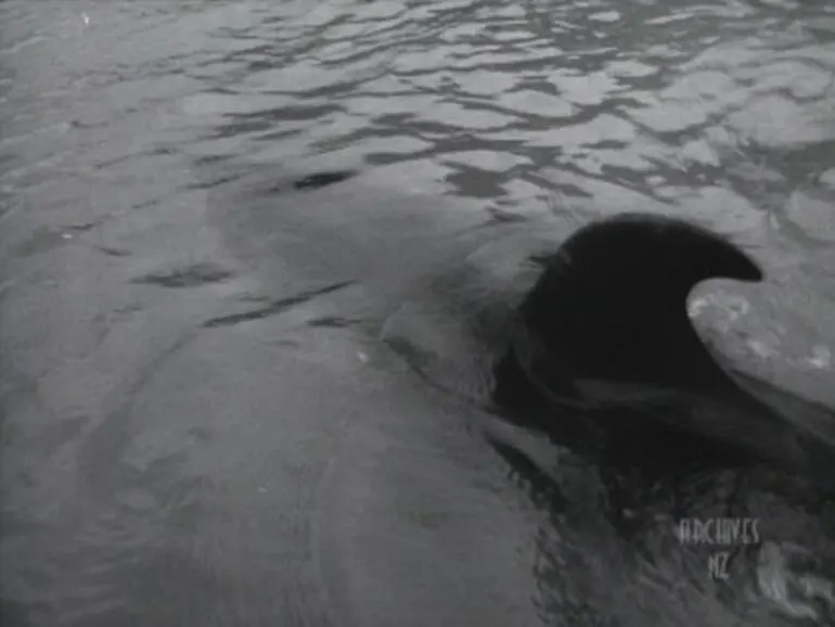 Image: 'Opo the crazy dolphin'