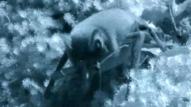 Image: Short-tailed bats feeding