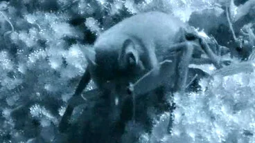 Short-tailed bats feeding Image: Short-tailed bats feeding