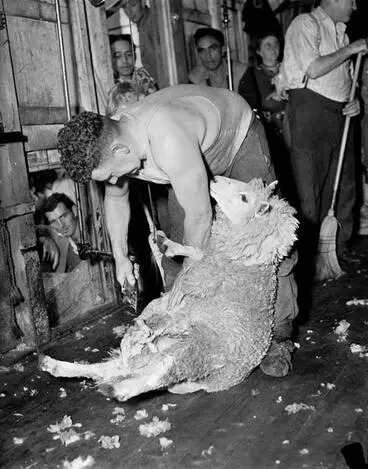 Image: Godfrey Bowen shearing a sheep, 1953
