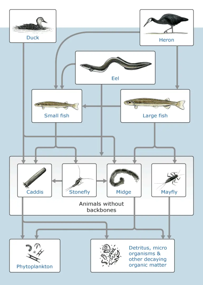 Image: Freshwater food web