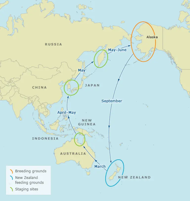 Image: Bar-tailed godwits’ migration route