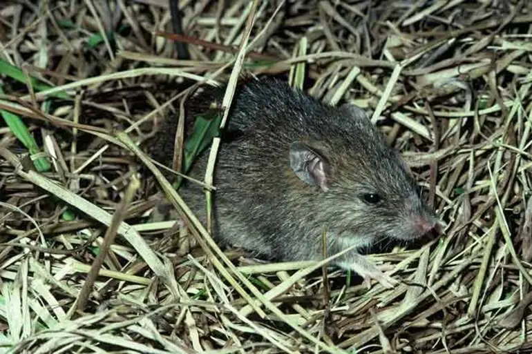 Image: The Pacific rat