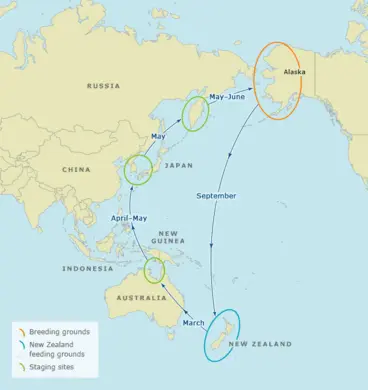 Migration route, Eastern bar-tailed godwits Image: Migration route, Eastern bar-tailed godwits