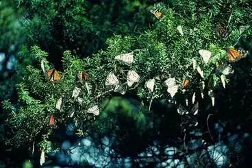 Image: Monarch butterflies