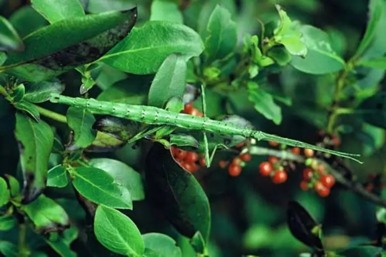 Image: Green stick insect