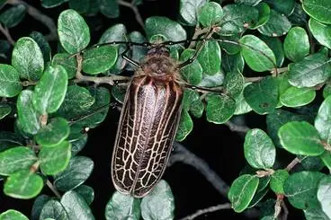 Image: Huhu beetle