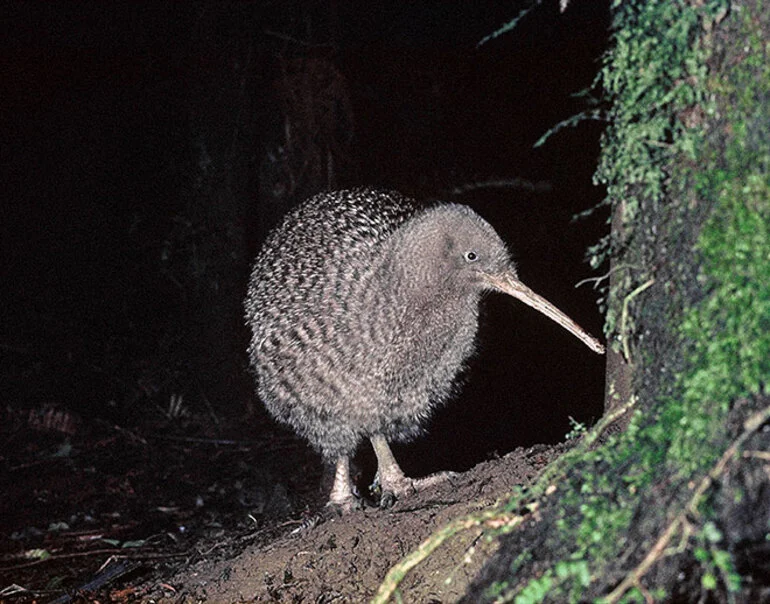 Image: Great spotted kiwi
