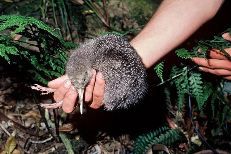 Image: Little spotted kiwi chick
