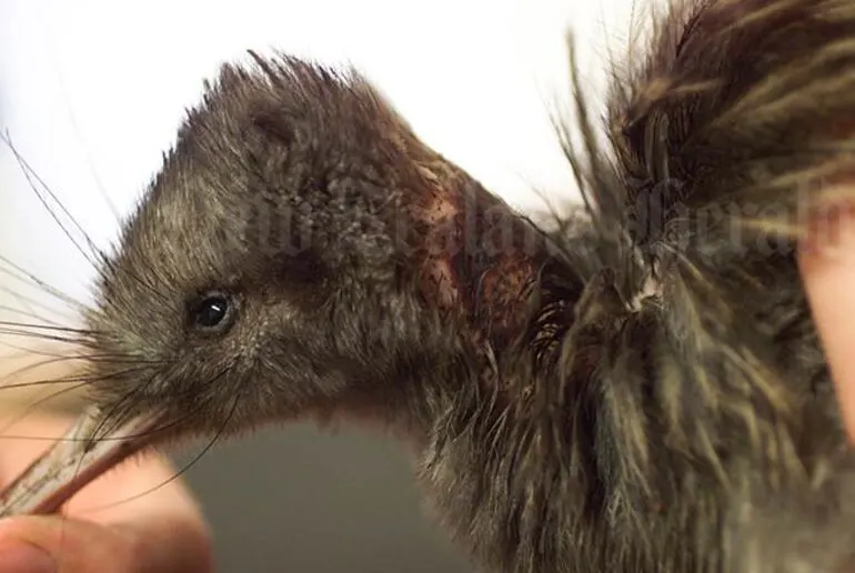 Image: Recovering after a stoat attack