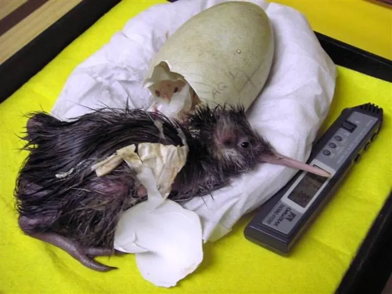 Image: Rowi chick