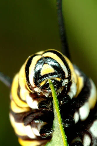 Image: Monarch caterpillar