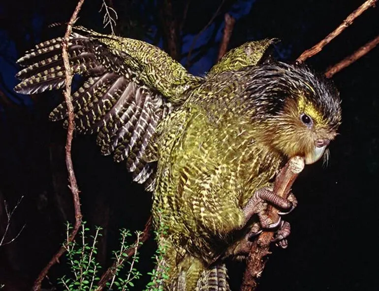 Image: Kākāpō juvenile