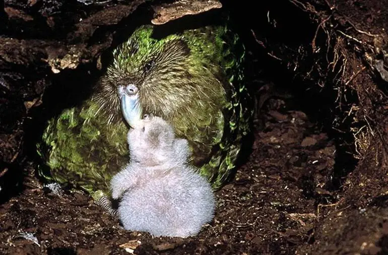 Image: Female kākāpō with chick