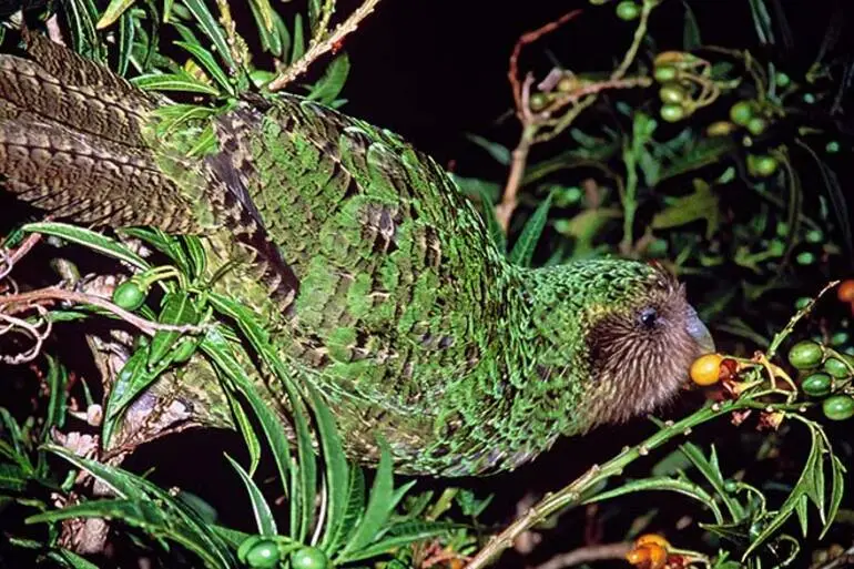 Image: Kākāpō feeding