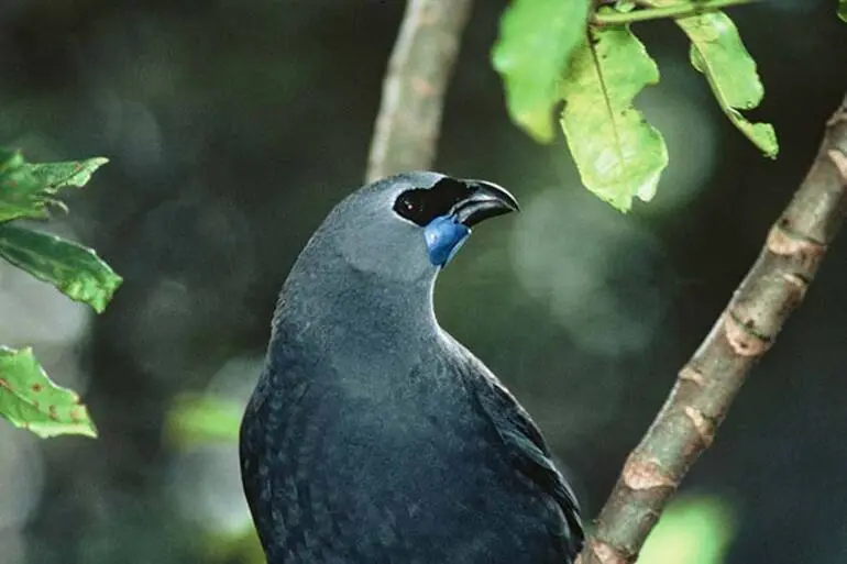 Image: North Island kōkako