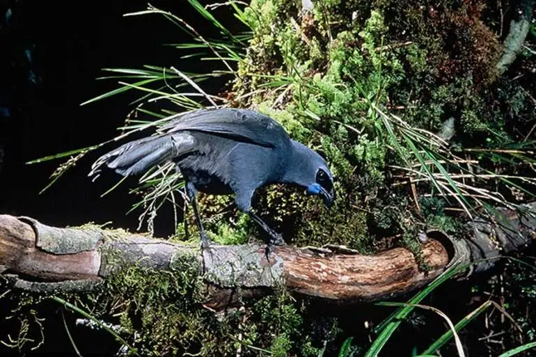 Image: Kōkako on a branch