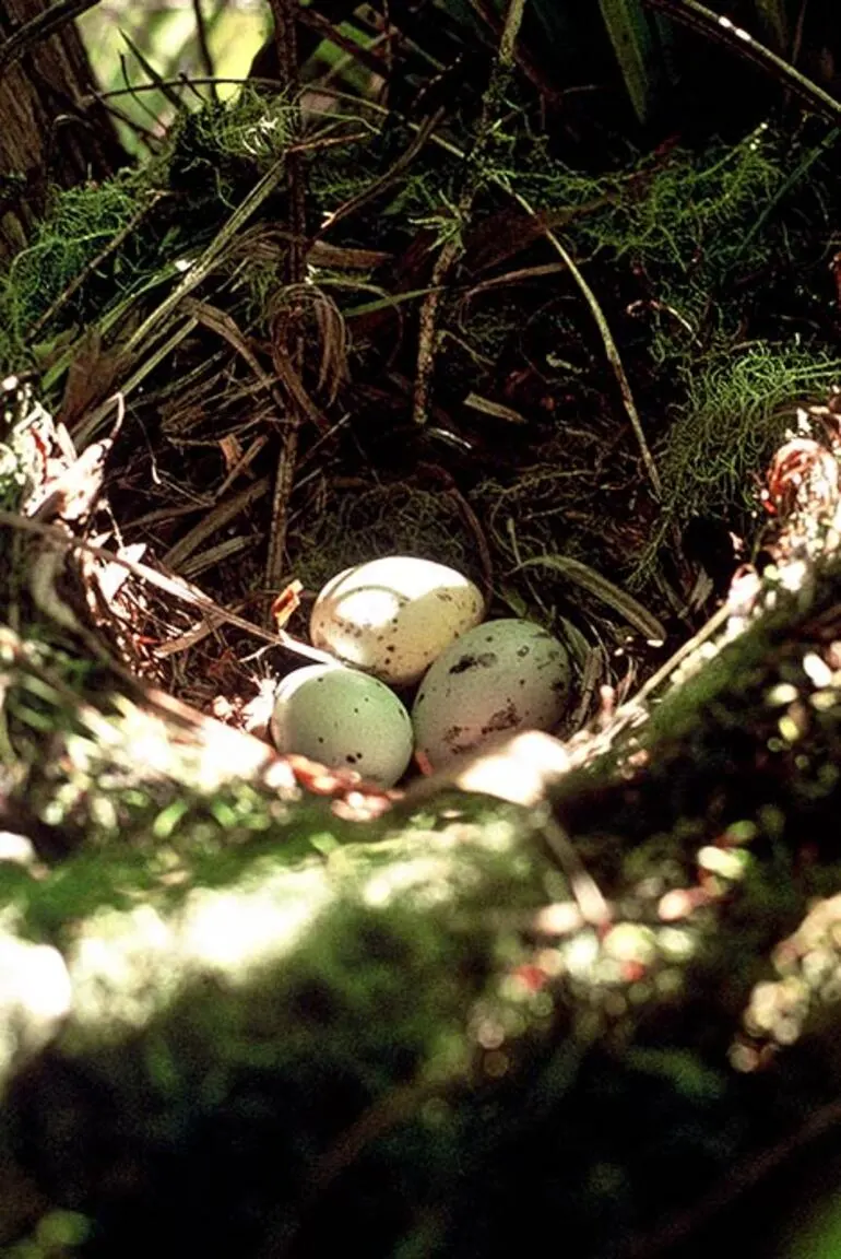 Image: Kōkako eggs