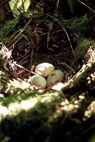 Image: Kōkako eggs