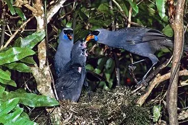 Image: Kōkako feeding chicks